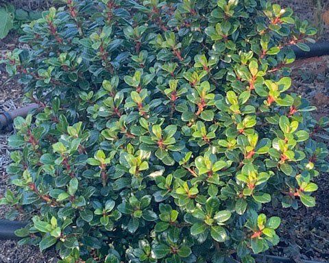 Escallonia Pink Pixie