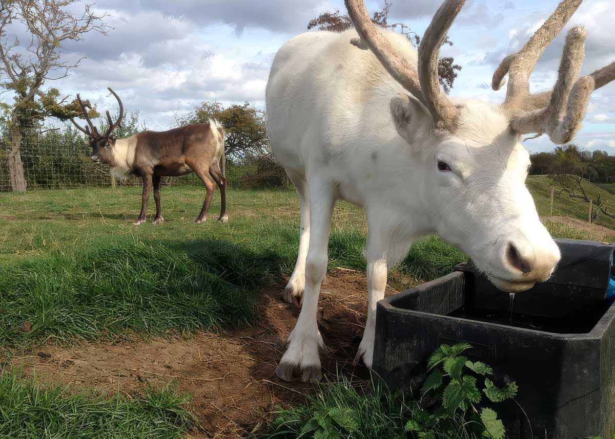 White reindeer at headsd of Ayr 