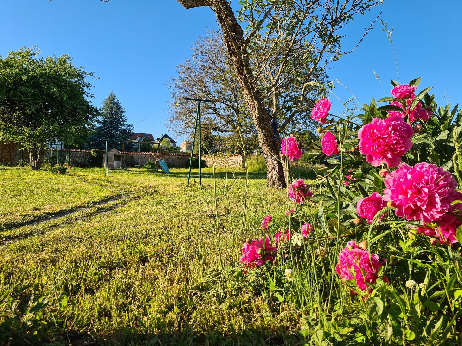 Des pivoines rose vif fleurissent au premier plan d'un jardin ensoleillé et herbeux, avec des arbres et un mur de pierre au loin.