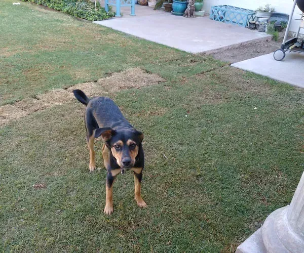 Dog with black and tan fur stands on grass, looking at the camera.