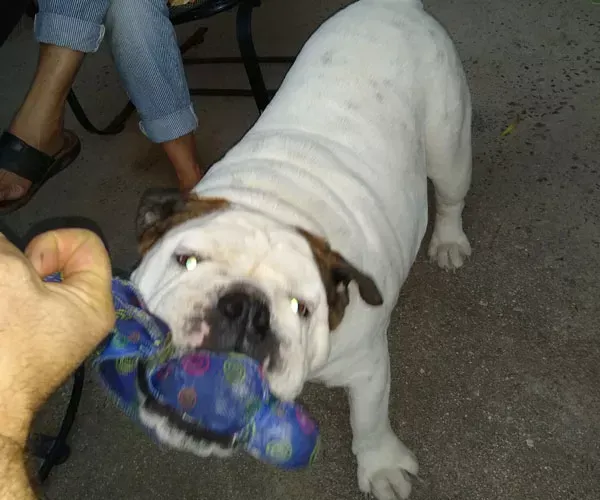 White bulldog playing tug-of-war with a blue toy, held by a person's hand. Another person in jeans and sandals is nearby.