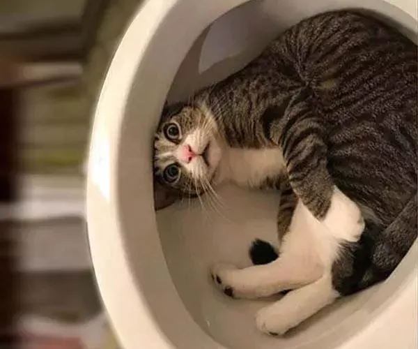 Cat curled up inside a toilet, looking surprised with wide eyes.
