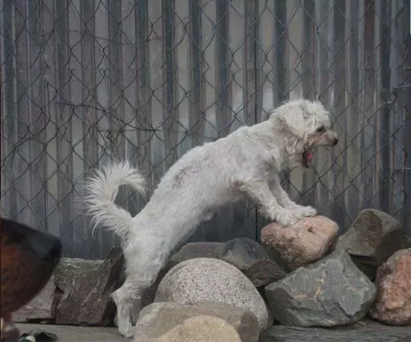 White dog on rocks, looking up and yawning, set against a corrugated metal fence.