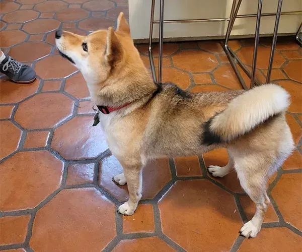 Shiba Inu dog with tan and black fur, looking up with a curled tail, standing on a terracotta-tiled floor.