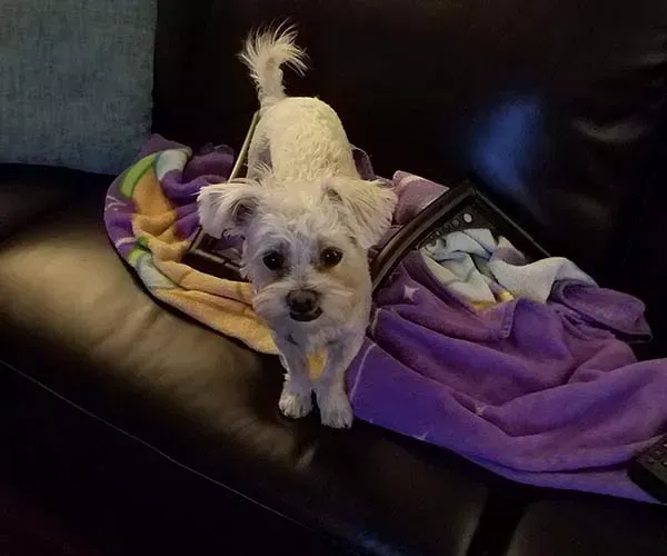 Small white dog standing on a black couch with purple blanket, looking at the camera.