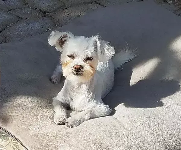 White dog lying on a gray dog bed in sunlight, looking towards the camera.
