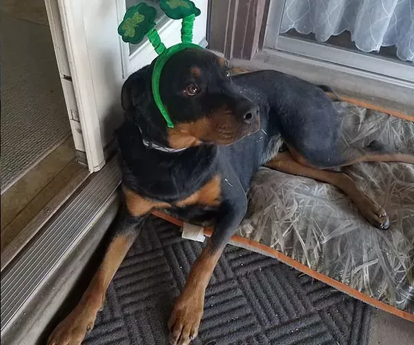 Black and tan dog wearing a green shamrock headband, lying on a mat near a door.