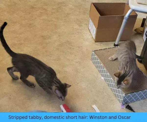 Two gray tabby cats, Winston and Oscar, play on a floor with a scratching post and cardboard box.