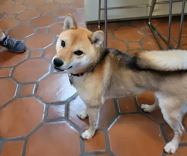 Shiba Inu dog with red collar stands on tiled floor, looking left with a slight smirk.