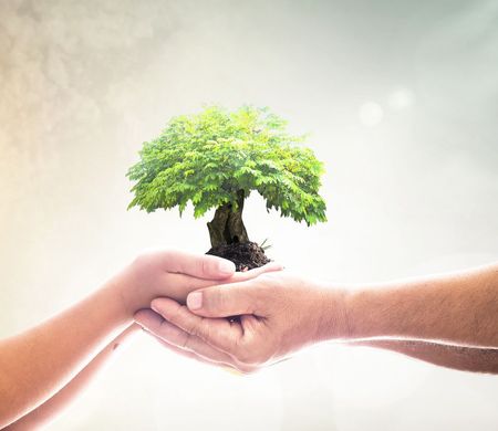 Hands Holding a Small Tree With Green Leaves, Set Against a Bright Sky — SSP Insurance In Rockhampton City, QLD