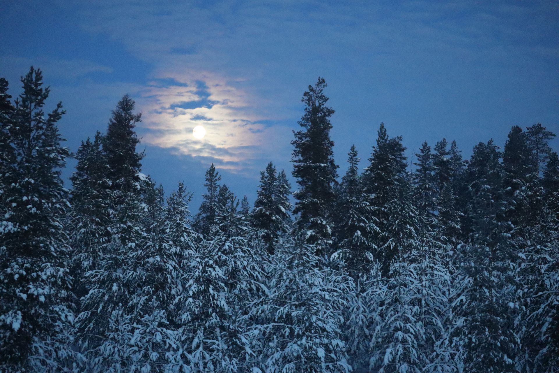 De besneeuwde, groenblijvende bomen steken af tegen een maanverlichte blauwe lucht.