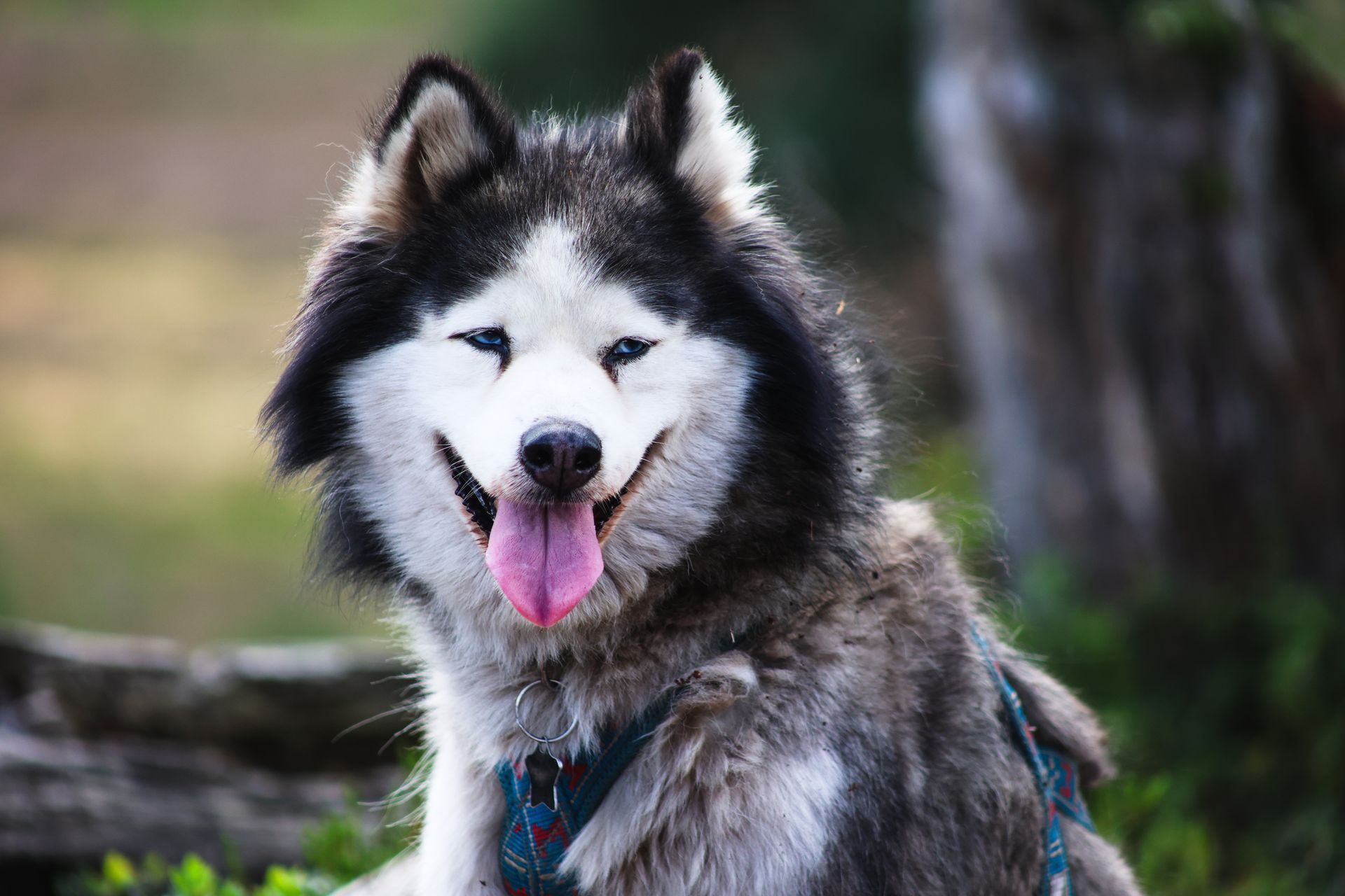 Lachende Siberische Husky met blauwe ogen en roze tong, gekleed in een tuigje, buiten.