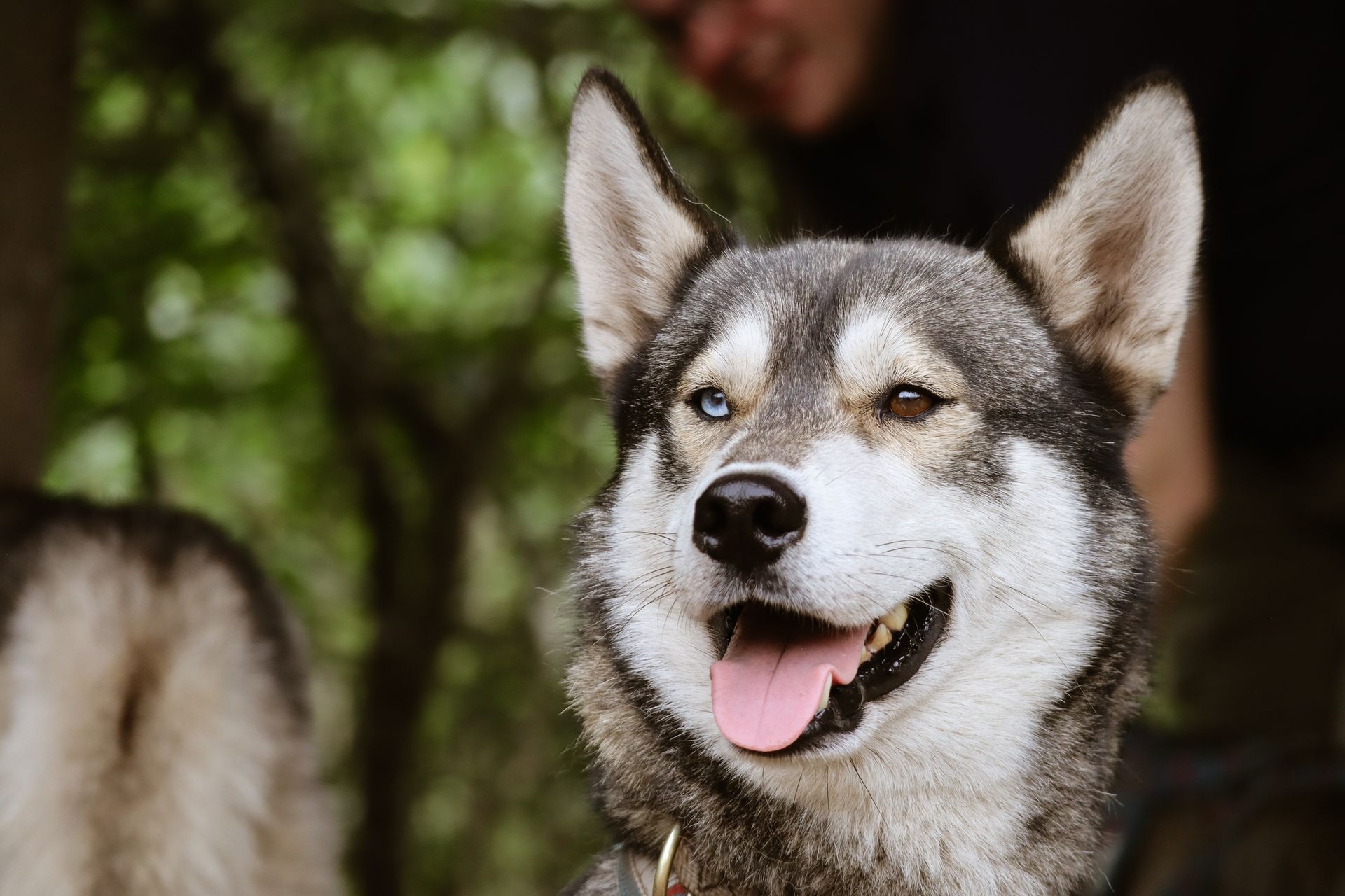 Lachende husky met één blauw en één bruin oog, buiten.