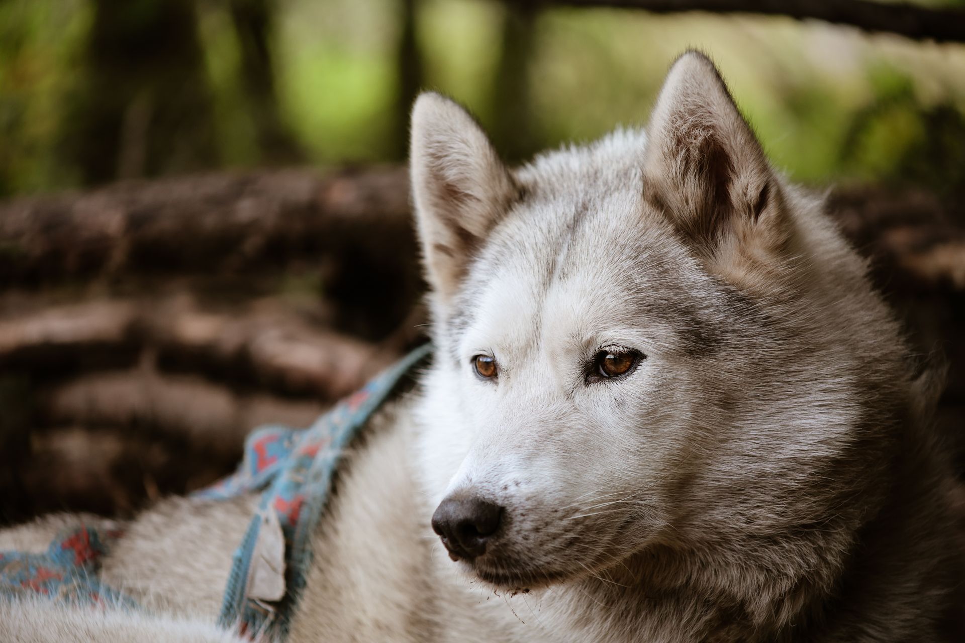 Husky-hond met grijs-witte vacht, gekleed in een blauw tuigje, rust buiten.