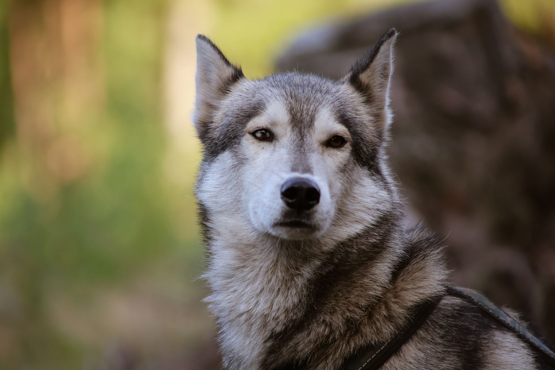 Grijze wolf, close-up, recht in de ogen kijkend. Buitenomgeving met wazige groen-bruine achtergrond.