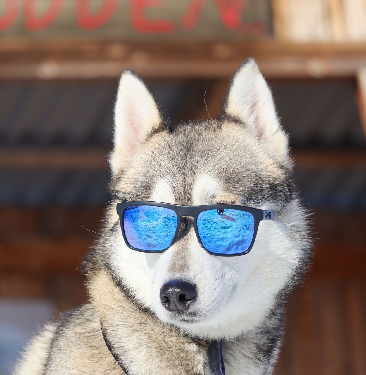 Een husky met een zonnebril met blauwe glazen, buiten, met een gebouw op de achtergrond.