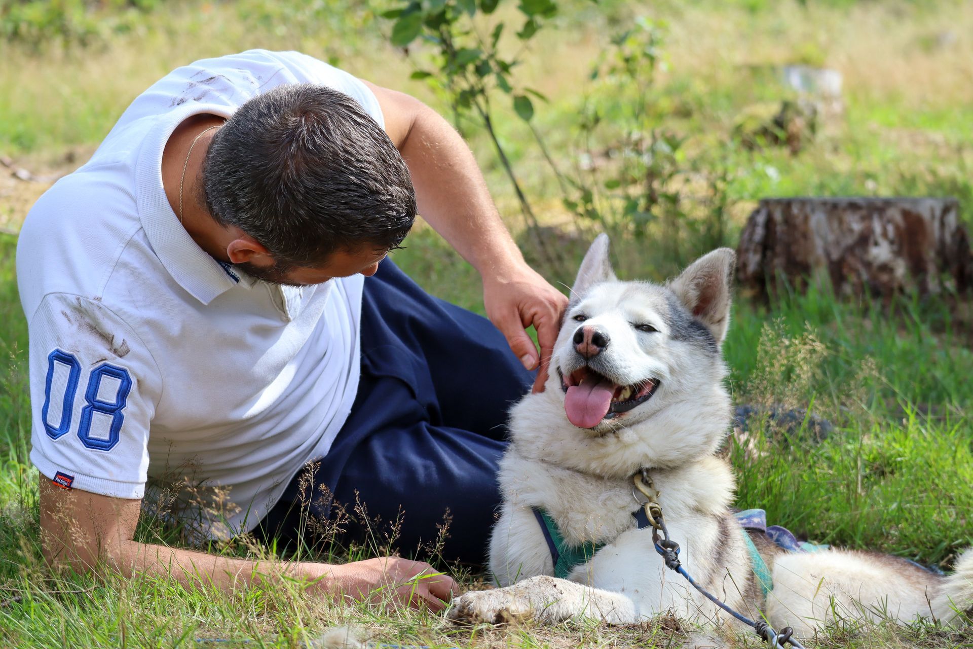 Man aait een gelukkige huskyhond buiten op het gras.