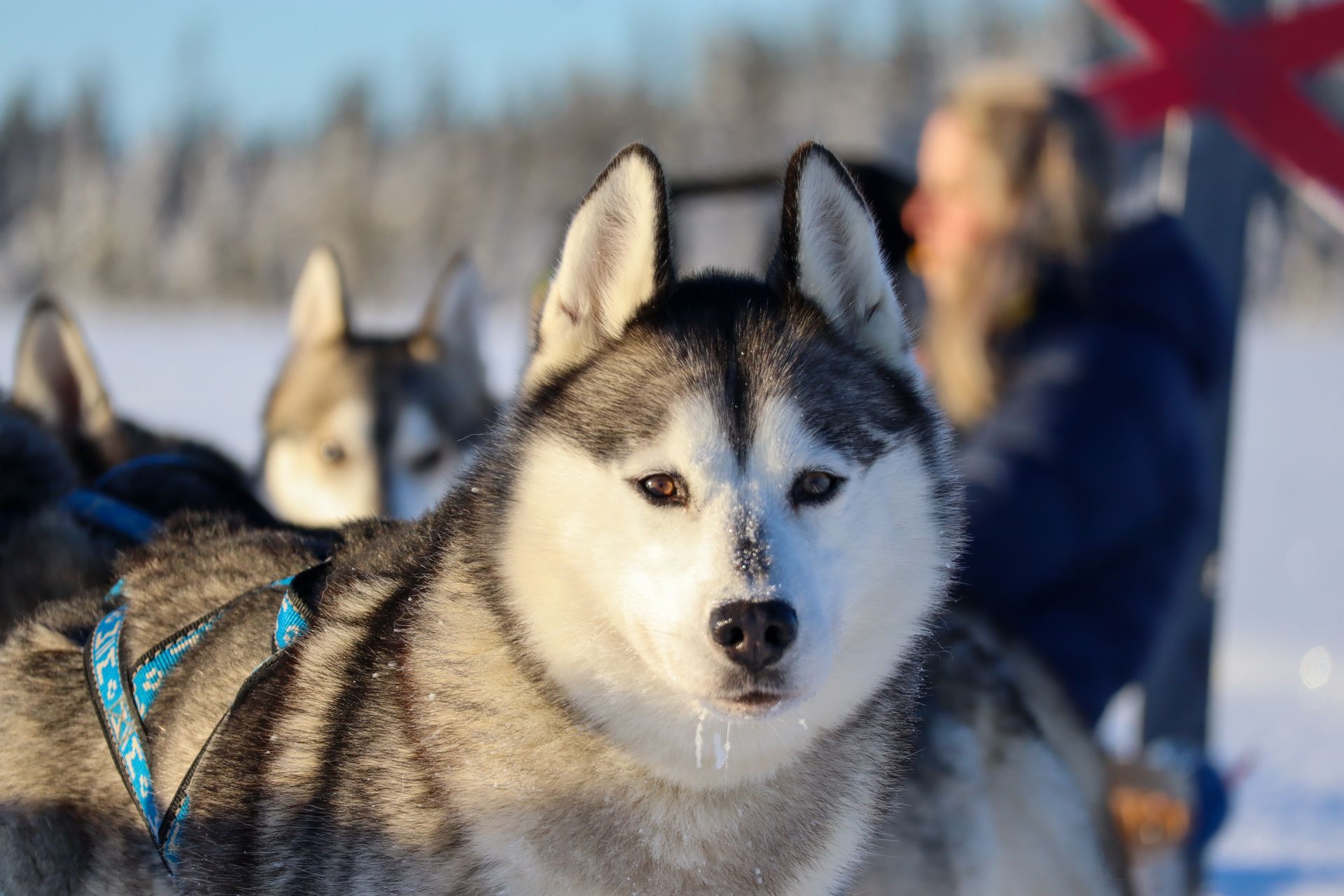 Een husky in een tuig staart voor zich uit; een winterse omgeving met sneeuw, een persoon op de achtergrond.