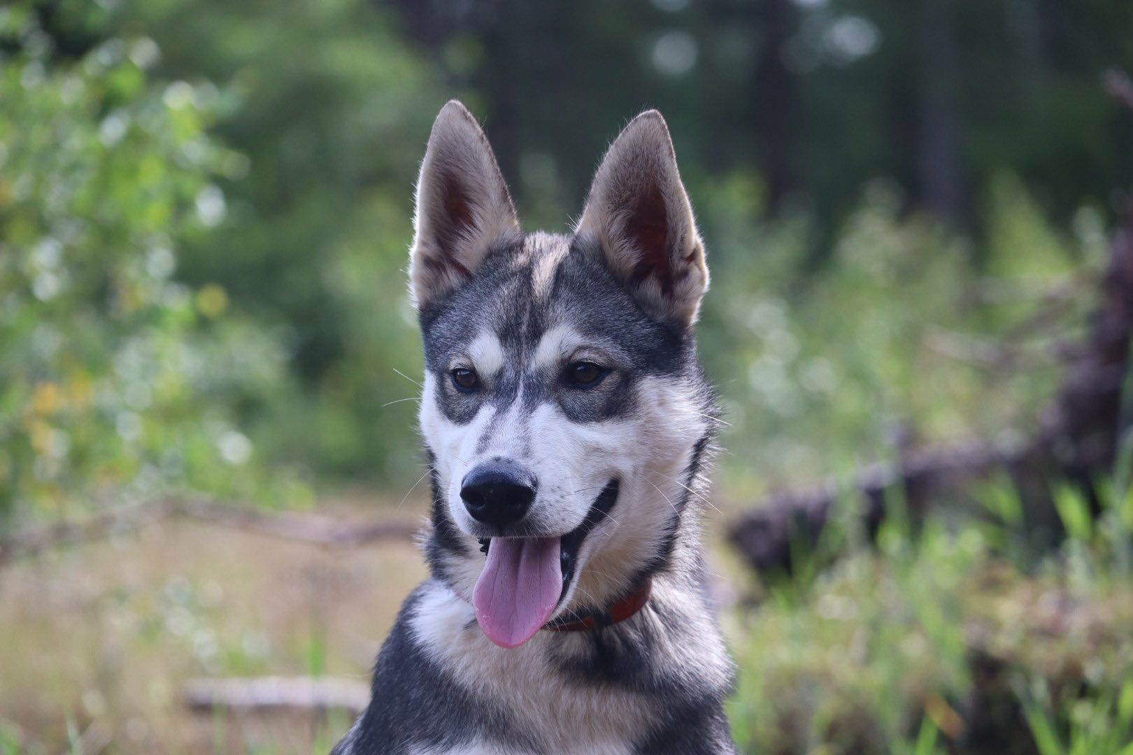Een husky met grijze, witte en zwarte vacht hijgt met zijn tong uit zijn bek in een bos.