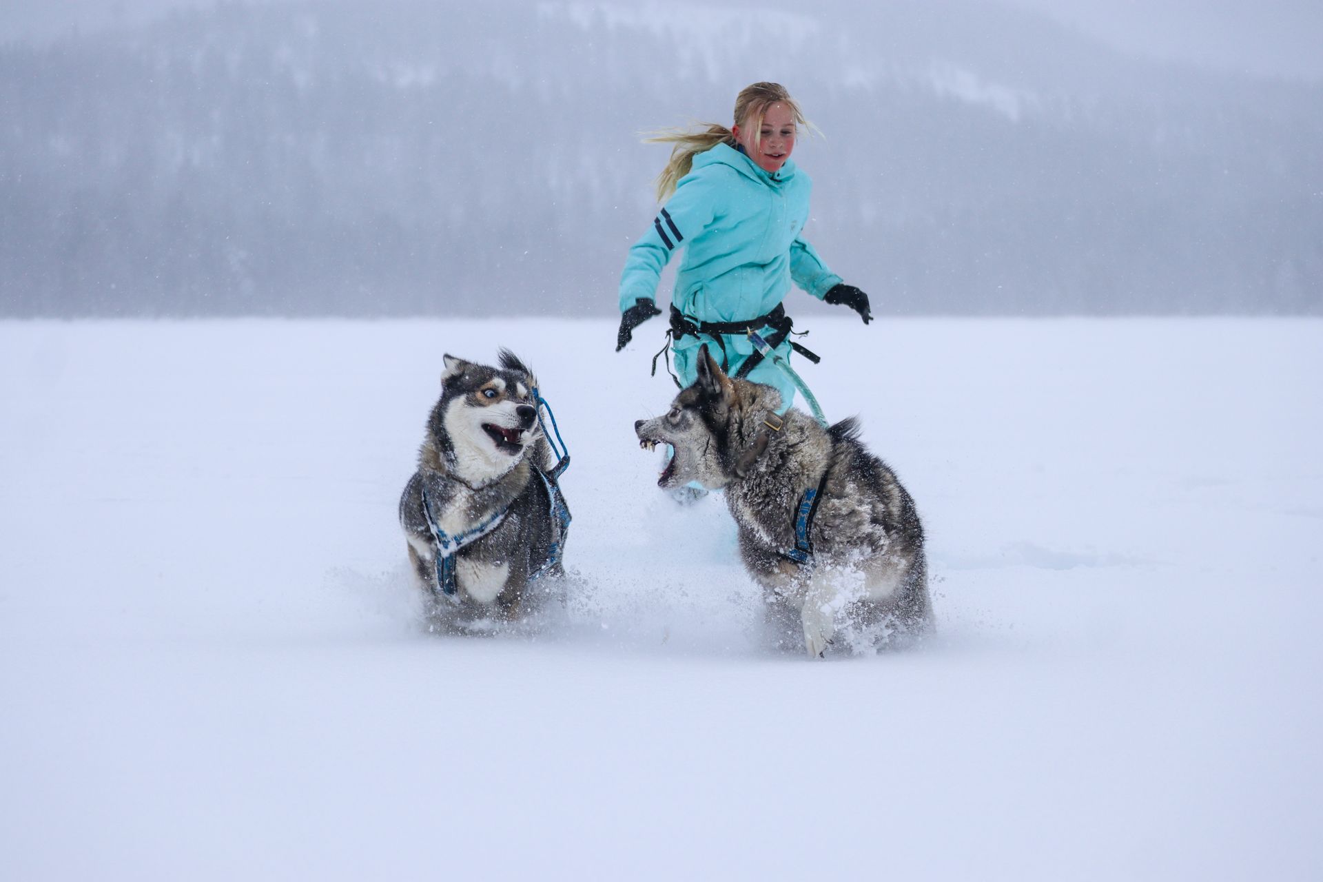 Een vrouw in een blauw jasje rent met twee husky's over de besneeuwde grond.