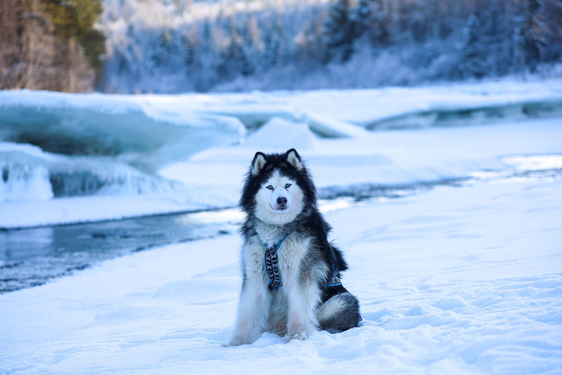 Een husky in de sneeuw, die op zijn poot kauwt, terwijl de zon fel schijnt.