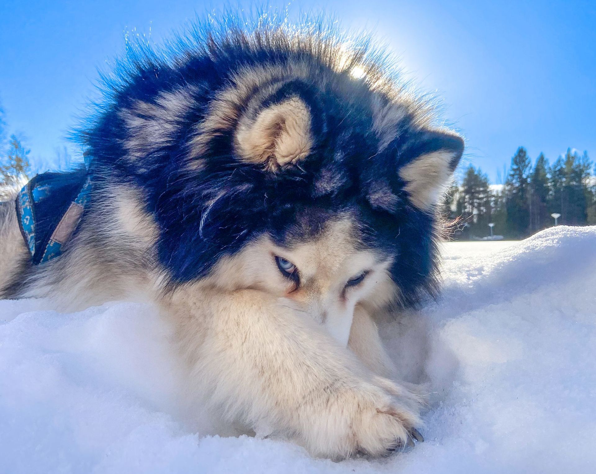 Een husky in de sneeuw, die op zijn poot kauwt, terwijl de zon fel schijnt.