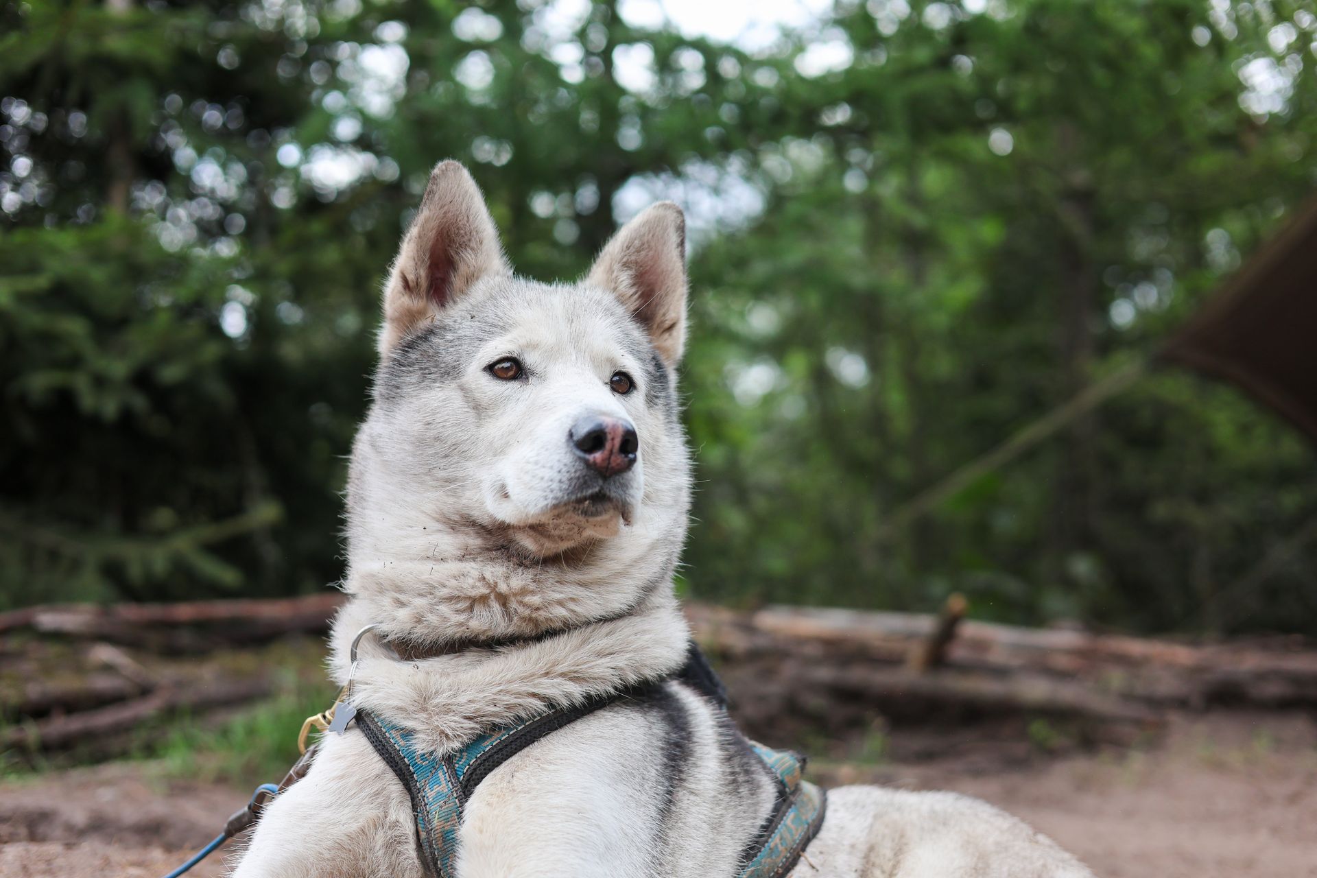 Husky-hond rust buiten met tuigje, grijze en witte vacht, alerte uitdrukking, groene bomen op de achtergrond.