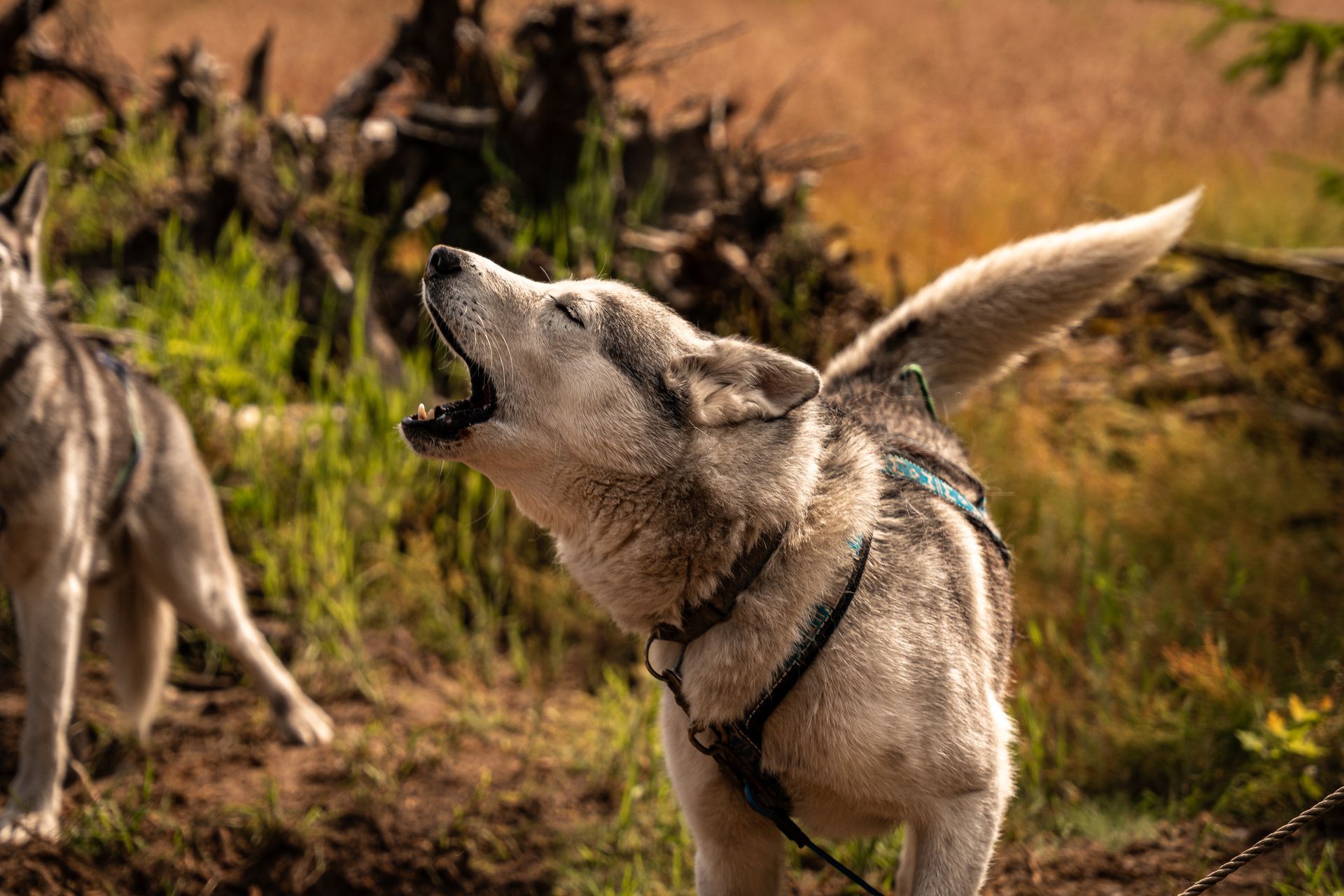 Husky huilt, kop omhoog, tuigje om, buiten, andere hond in de buurt, natuurlijke omgeving.
