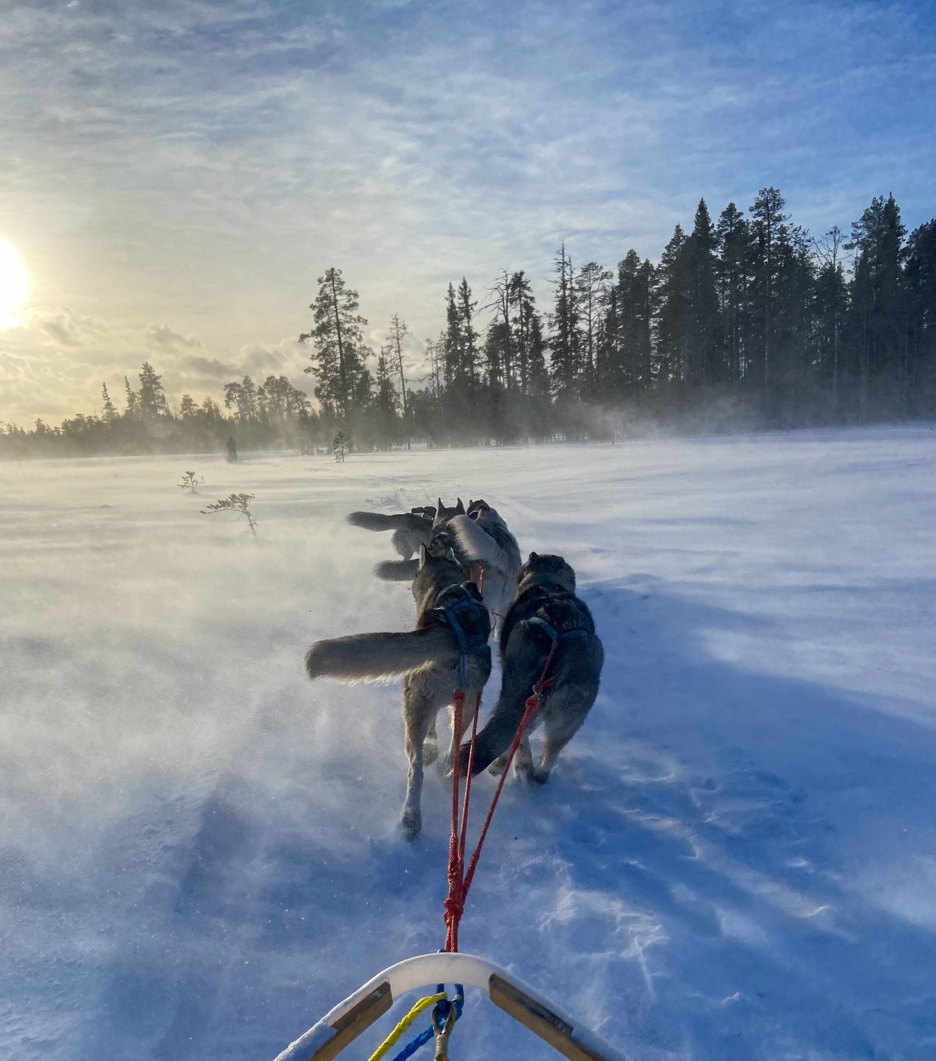 Honden trekken een slee door een besneeuwd landschap op een zonnige, winderige dag.