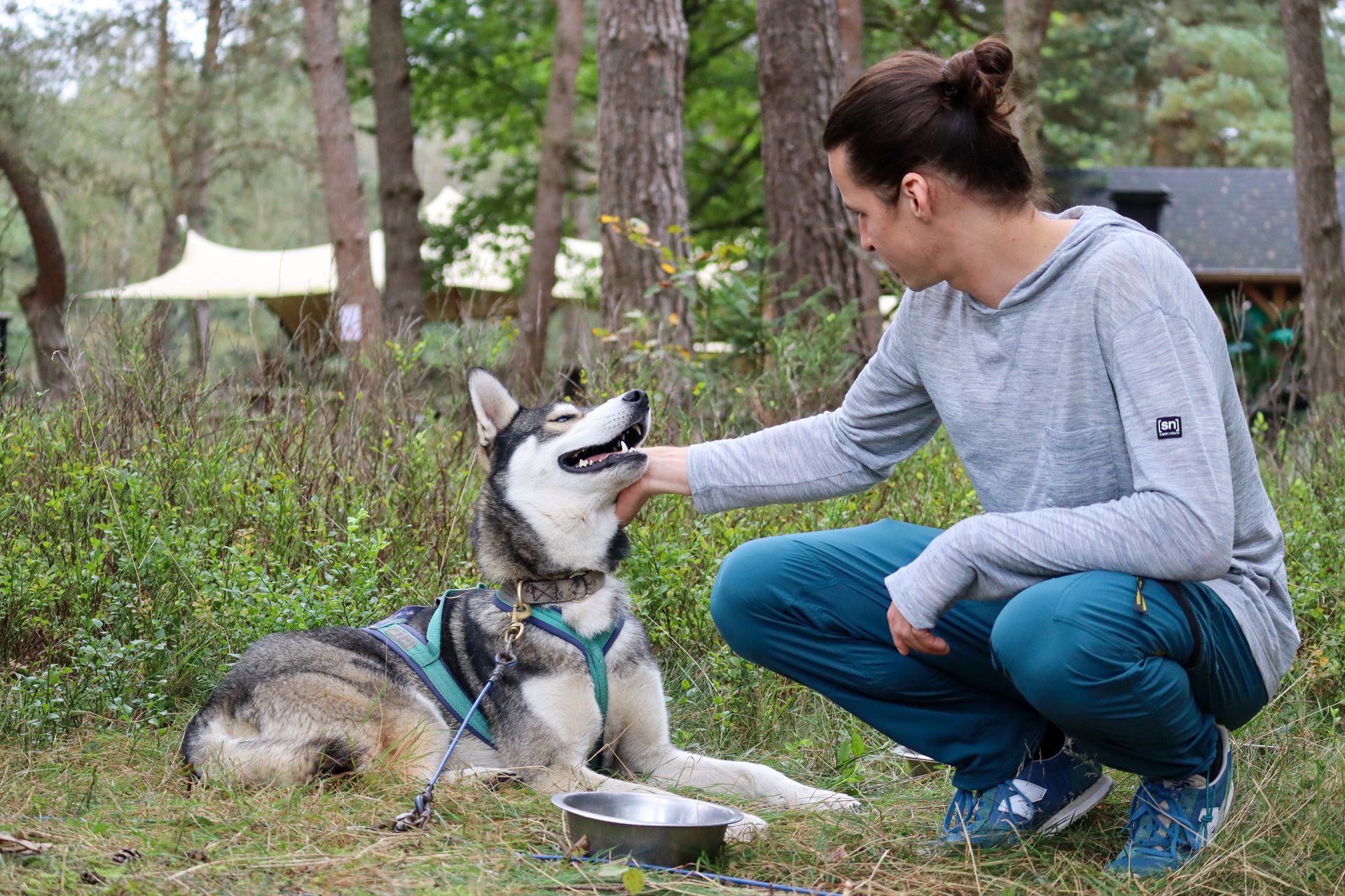 Man aait een husky in een bos. Man in een blauwgroene broek, hond met blauw tuigje, zonnige omgeving.