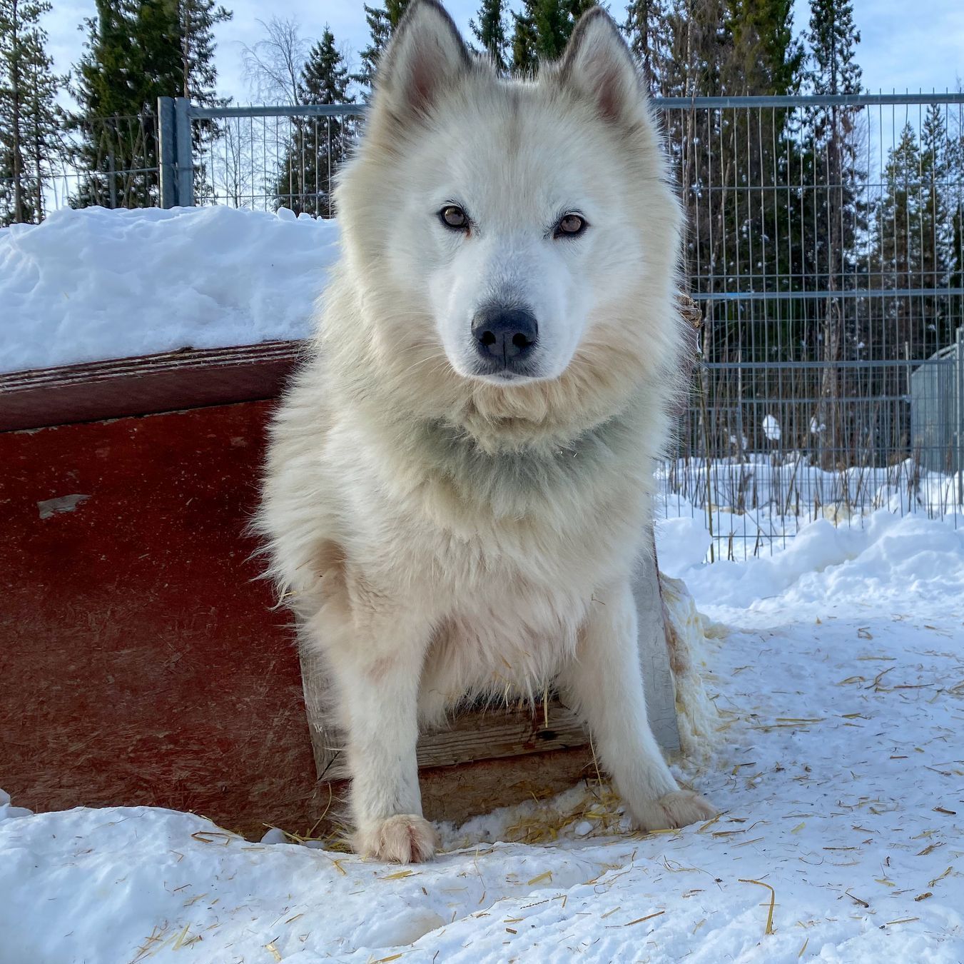 Een witte husky zit in de sneeuw bij een rode schuilplaats; op de achtergrond het bos.