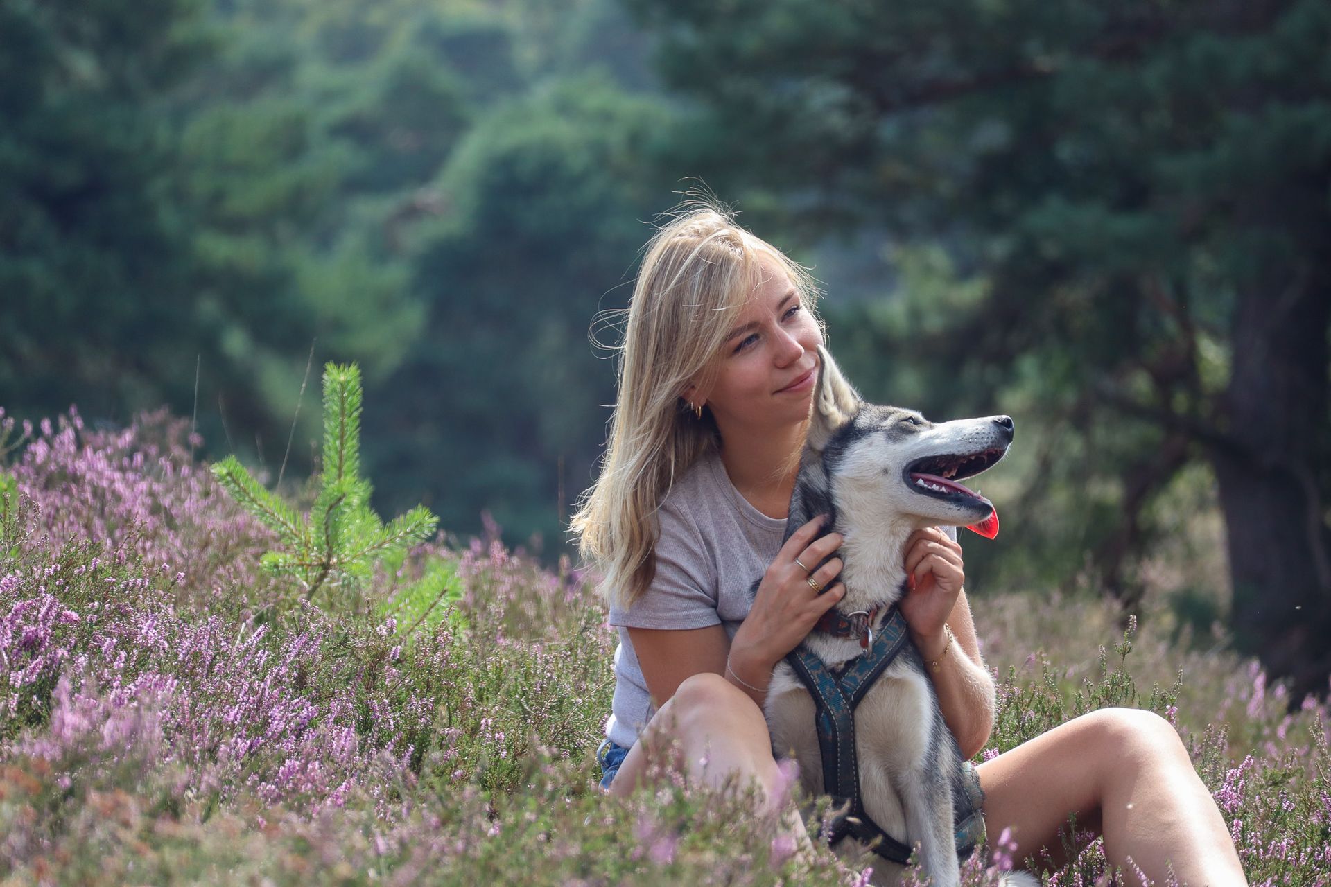 Husky's huilen voor uitgeholde pompoenen met gloeiende gezichten, Halloween-achtig.