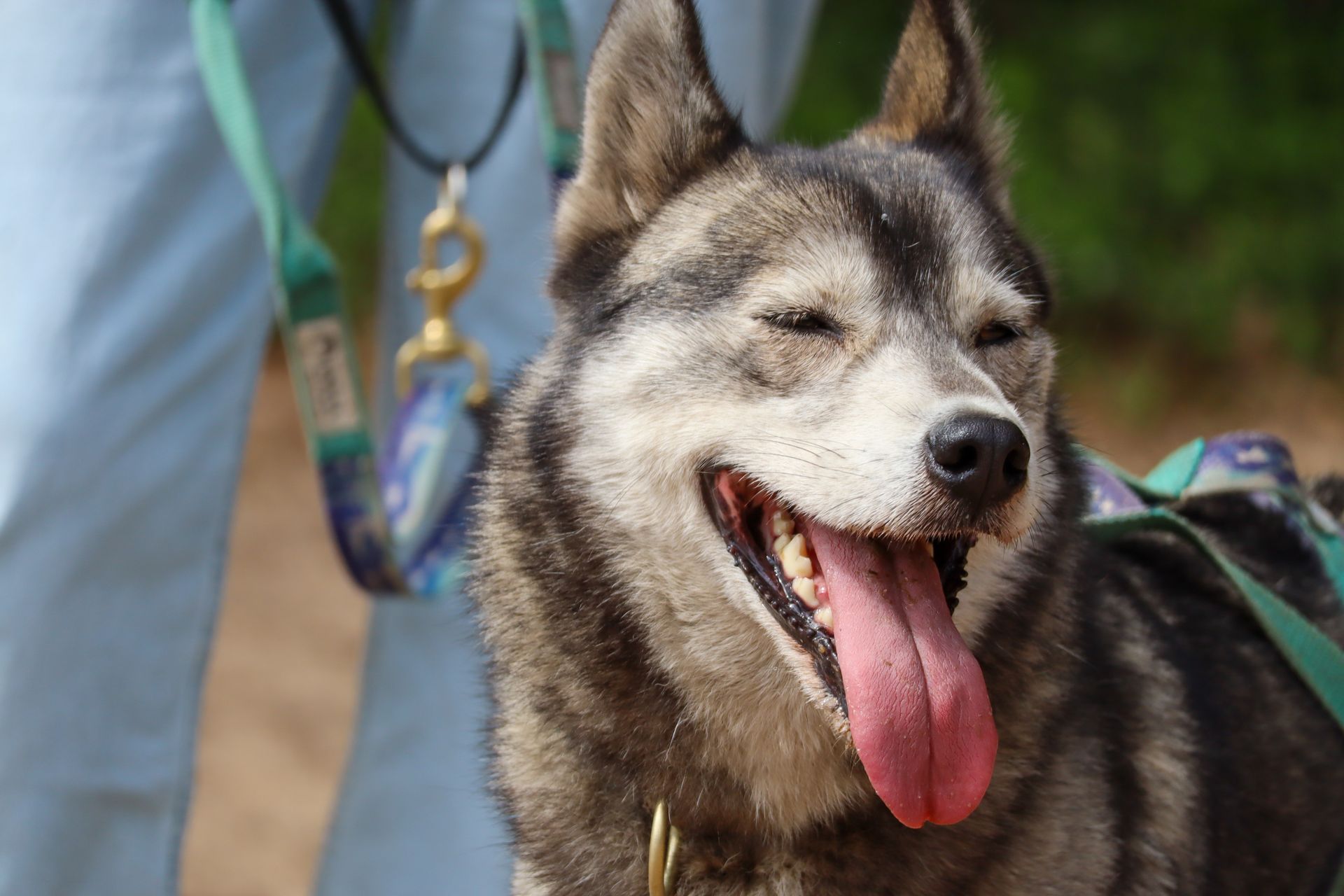 Grijs-witte husky met uitgestoken tong, hijgend, met een tuigje aan, met een persoon in een blauwe broek vaag op de achtergrond.