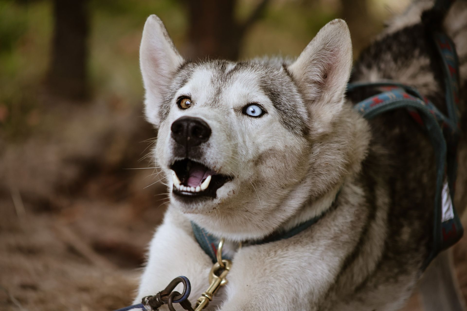 Husky-hond met heterochromie kijkt omhoog, met open bek, draagt ​​een tuigje, op een bosachtige achtergrond.