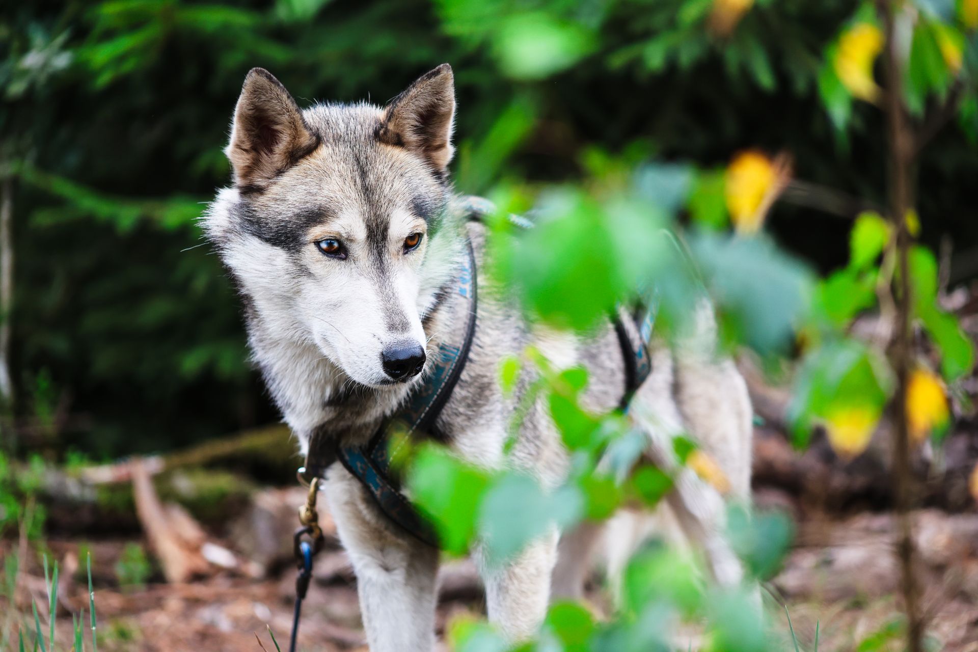 Hybride wolfhond in het bos, met tuigje om, naar beneden kijkend.
