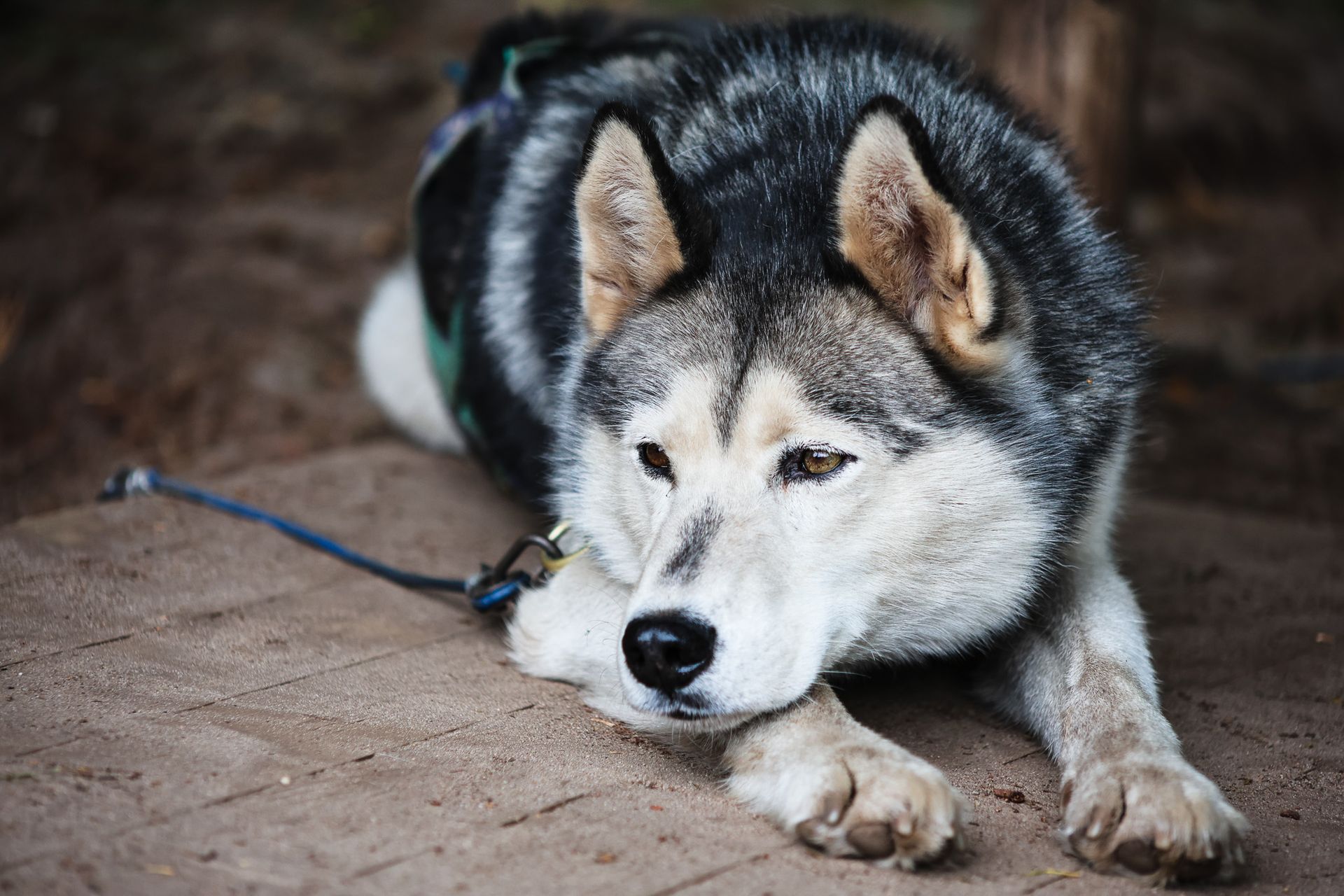 Een grijs-witte husky ligt op de grond en kijkt voor zich uit.