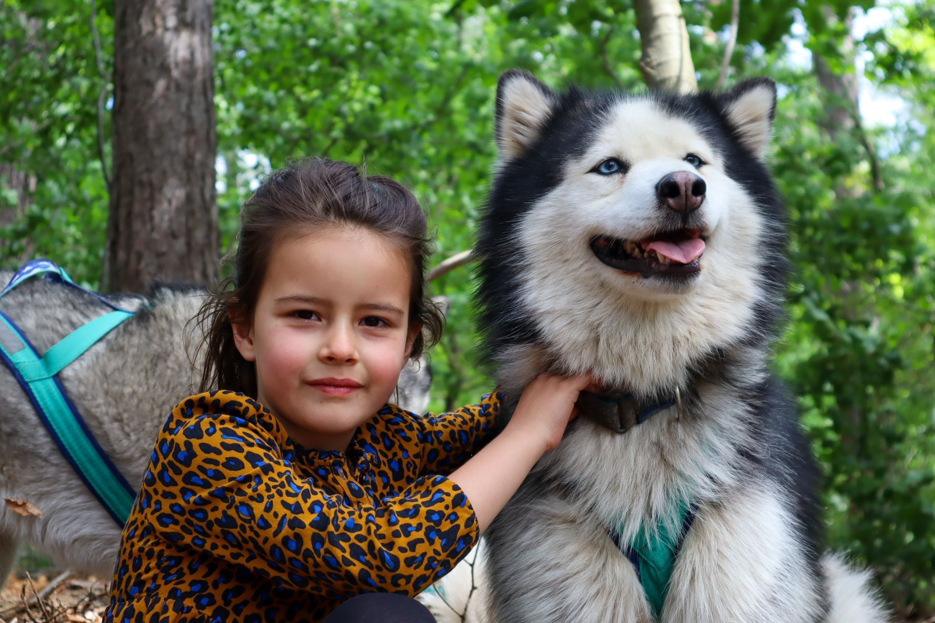 Meisje aait buiten een grote husky; beiden lachend. De hond heeft blauwe ogen en een zwart/witte vacht.