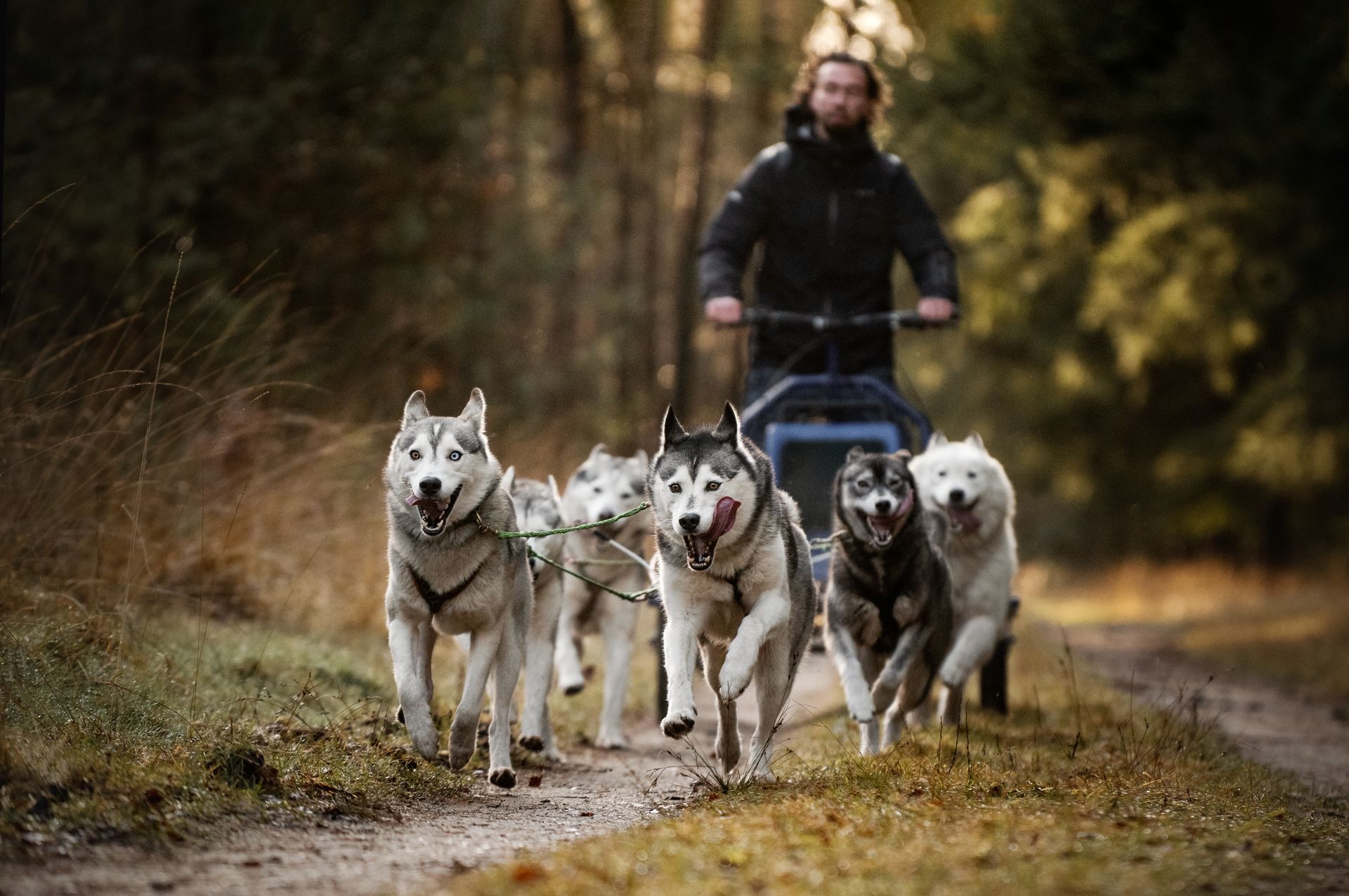 Sledehonden tocht in Nederland