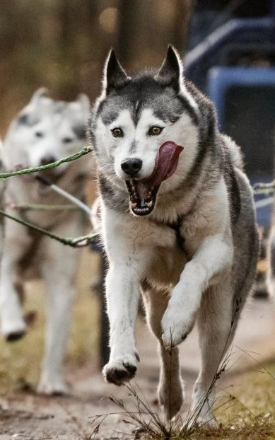 Vier husky's trekken een kar door een modderig bos, geleid door een persoon.