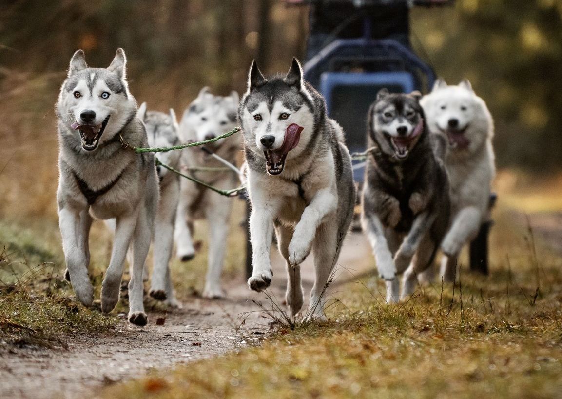 Een span husky's trekt een slee over een zandpad, met gefocuste ogen en hangende tongen, in een bosrijke omgeving.