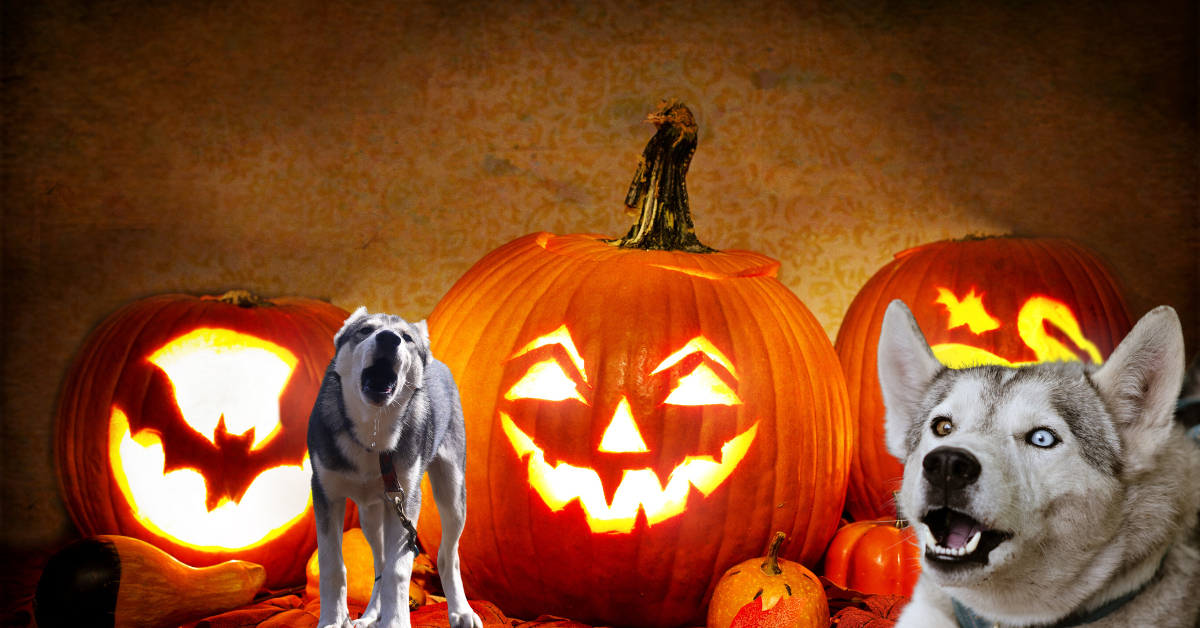 Husky's huilen voor uitgeholde pompoenen met gloeiende gezichten, Halloween-achtig.