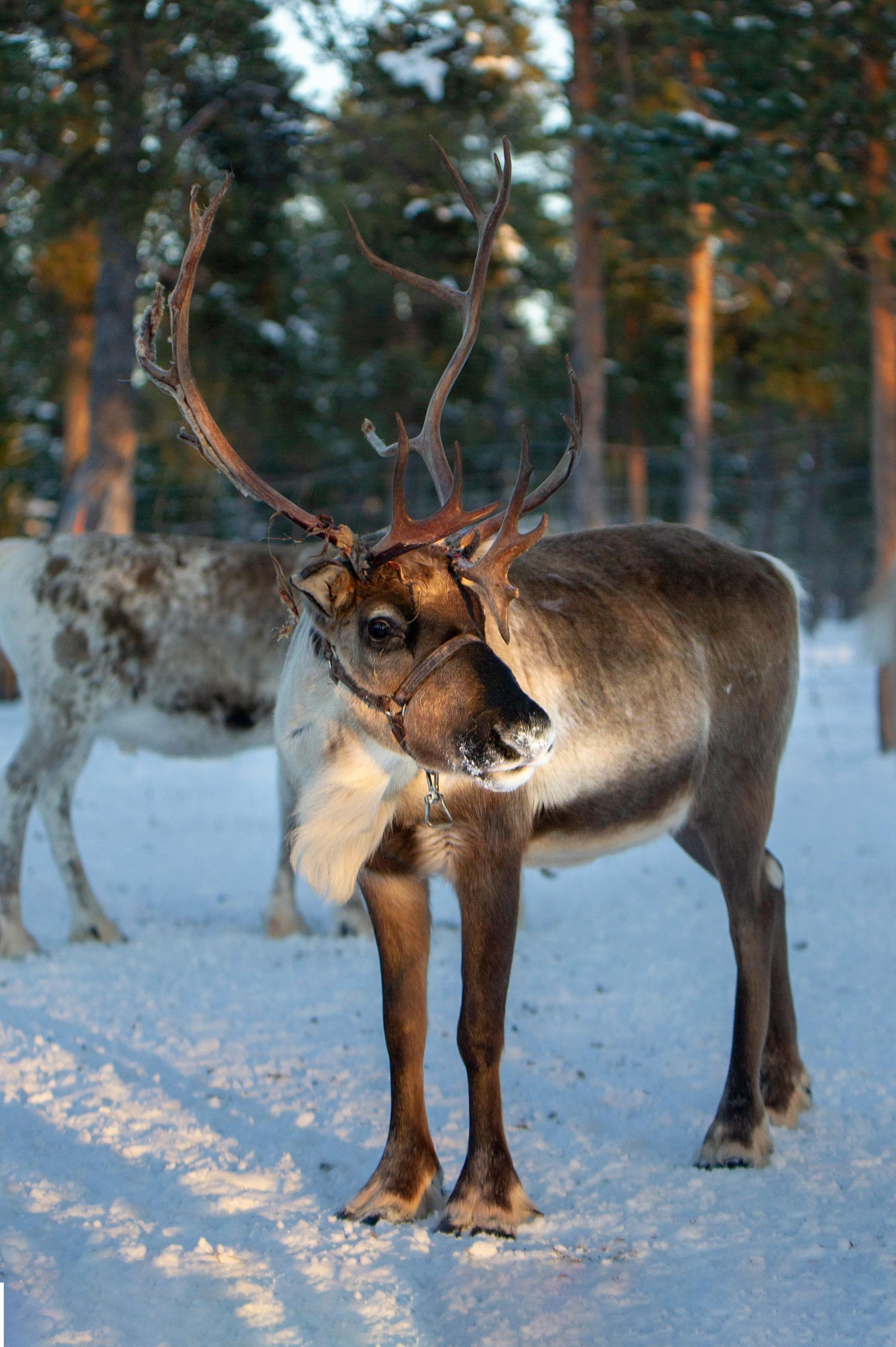 Rendier in een besneeuwd bos; bruine vacht, grote geweien, kijkend opzij, een ander rendier op de achtergrond.