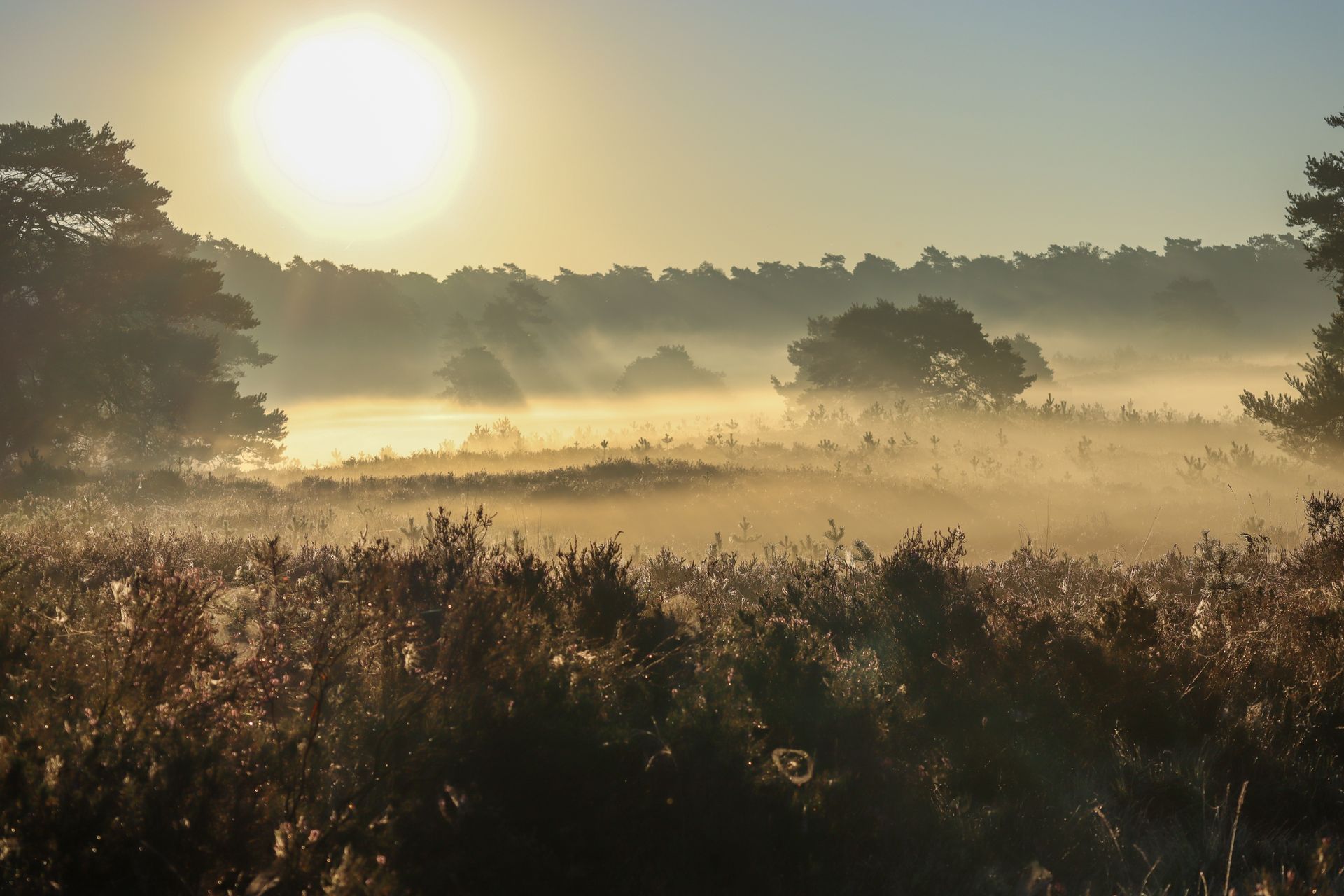 De zon schijnt helder over een mistig veld