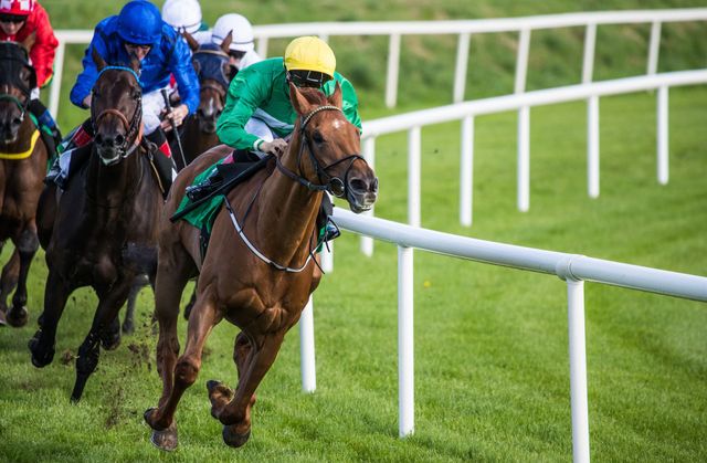 Galloping into Tradition: Guide to Oaklawn Park Horse Racing galloping-into-tradition-guide-to-oaklawn-park-horse-racing