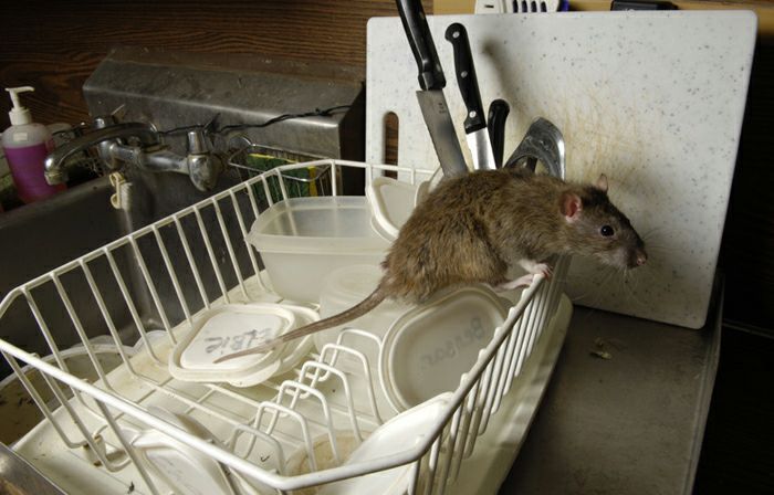 Exterminador de insectos