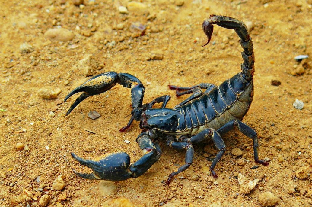 EPECO - Pest Control Ecuador Empresa de fumigación y control de plagas