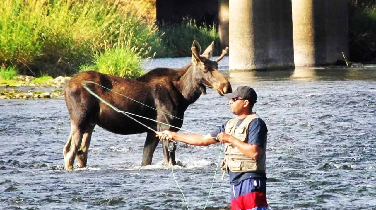 Man fishing in a river, close to a moose standing in the water near a bridge.