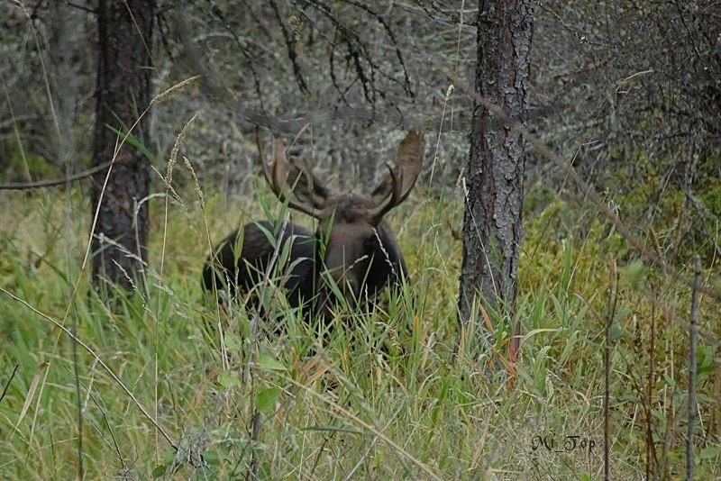 Moose with large antlers standing in tall grass and trees.