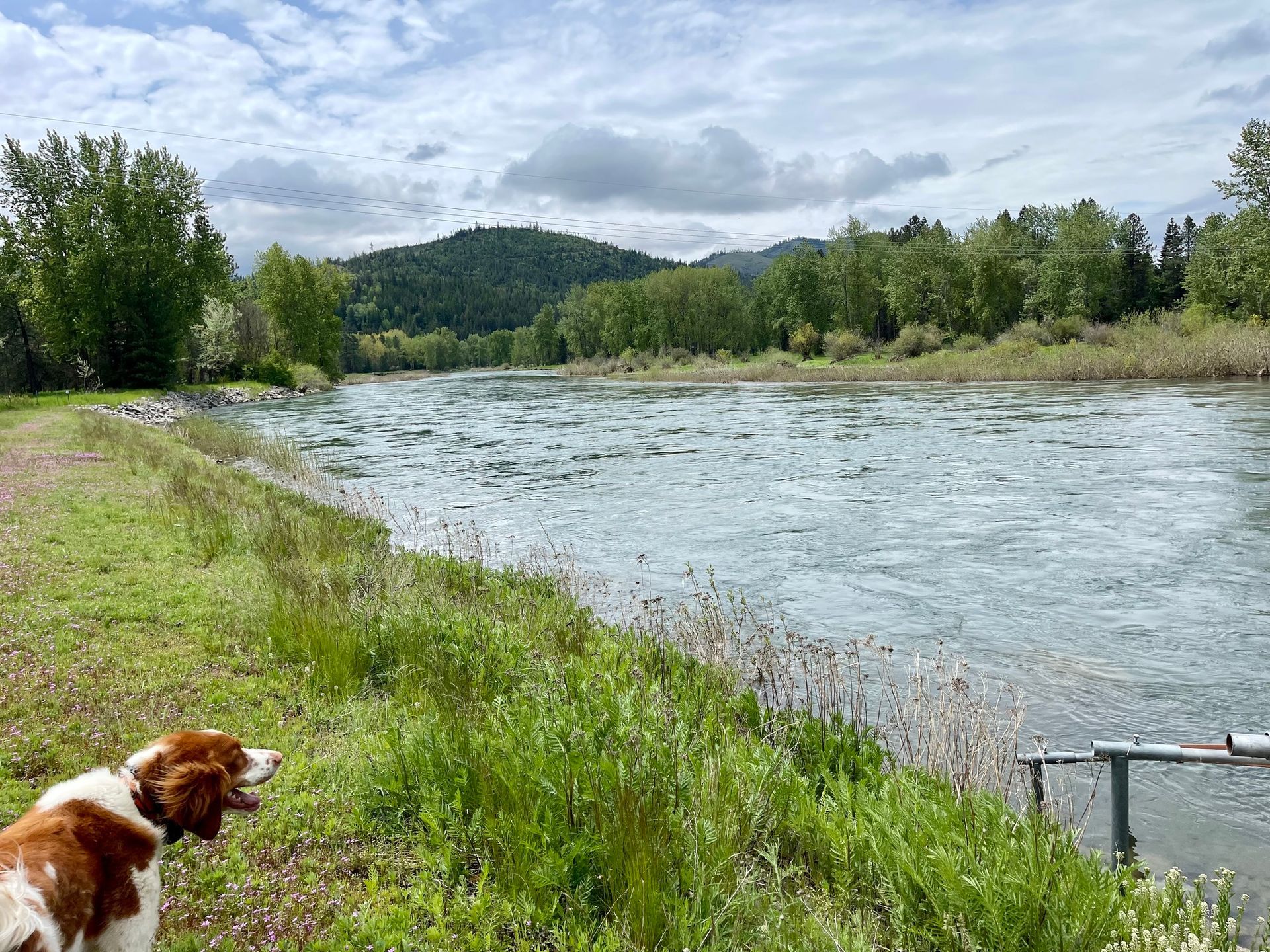 Dog at riverside, looking left, brown and white. River flows, green trees on the far bank, cloudy sky.