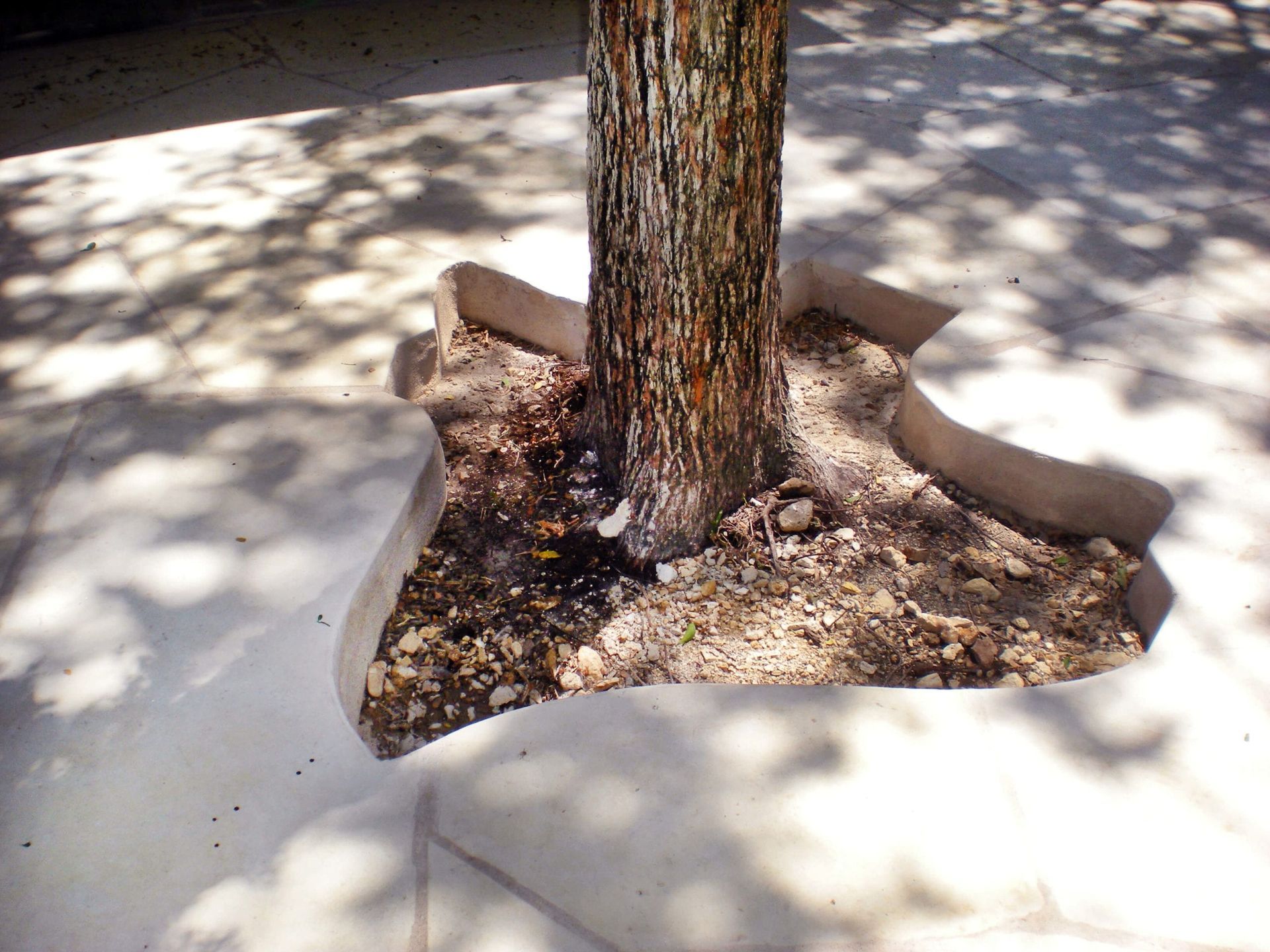 A tree in a concrete planter on a sidewalk